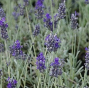 Lavendel – Etherische olie